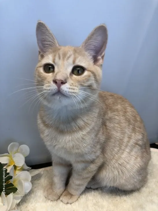 ID：1809-00217の子猫