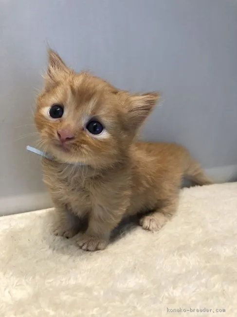ID：2009-00846の子猫