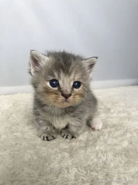 ID:2009-00171の子猫
