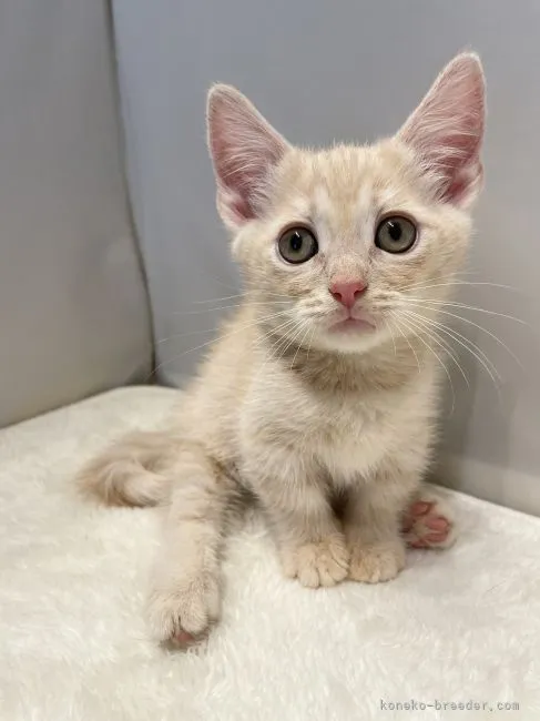 S.A. 様のお迎えした子猫