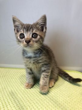 マンチカン(長足)【神奈川県・女の子・2019年7月25日・シルバータビー（ショートヘア）】の写真「ぱっちりお目目の愛嬌たっぷりちゃん」