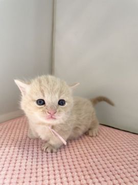 マンチカン(短足)【神奈川県・女の子・2021年1月29日・クリーム（ショートヘア）】の写真「短足の女の子」