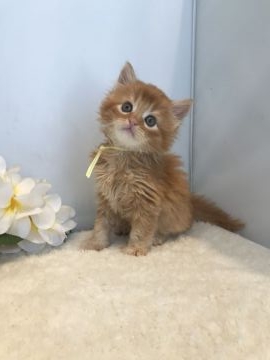 マンチカン(長足)【神奈川県・男の子・2018年2月25日・レッドタビー（セミロング）】の写真「長足の男の子です」