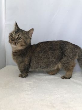 マンチカン【神奈川県・女の子・2017年5月9日・ブラックスモーク（ショートヘアー）】の写真「大人しく甘えん坊の短足の女の子です」