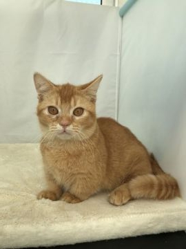 マンチカン【神奈川県・男の子・2017年6月9日・レッドティクドタビー（ショートヘア）】の写真「短足の男の子」