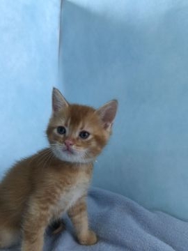 マンチカン【神奈川県・男の子・2017年5月9日・レッドタビー（ショート）】の写真「長足の男の子」