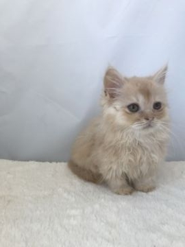 マンチカン【神奈川県・女の子・2017年10月1日・クリームタビー（ロングヘアー）】の写真「大人しいく甘えん坊」