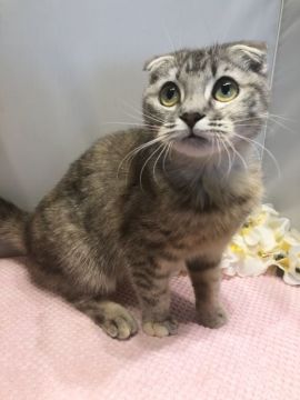マンチカン(長足)【神奈川県・女の子・2019年7月22日・ブラウンパッチドタビー（ショートヘア）】の写真「目がチャームポイント」
