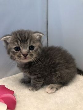 マンチカン(短足)【神奈川県・女の子・2020年3月15日・シルバータビー（ショートヘア）】の写真「短足」