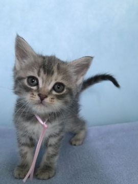 マンチカン【神奈川県・女の子・2017年5月8日・シルバータビー（ショートヘアー）】の写真「長足の女の子」