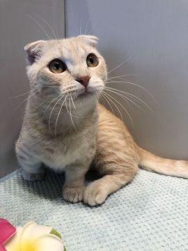 マンチカン(短足)【神奈川県・男の子・2019年7月22日・クリームタビー（ショートヘア）】の写真「短足ぽっちゃりくん」