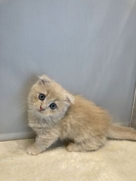 マンチカン(短足)【神奈川県・男の子・2019年4月15日・クリーム（セミロング）】の写真「おっとりした短足の男の子」