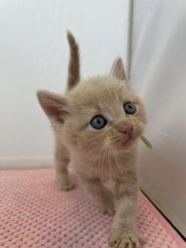 マンチカン(長足)【神奈川県・男の子・2021年1月14日・クリーム（ショートヘア）】の写真「とっても甘えん坊な男の子」
