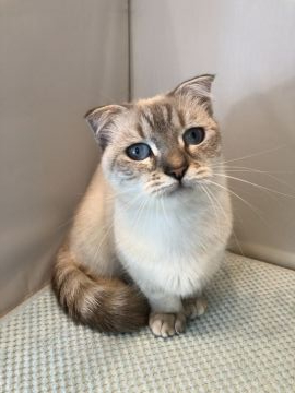 マンチカン(短足)【神奈川県・女の子・2019年1月1日・シールリンクスポイント（ショートヘア）】の写真「希少なマンチカン」