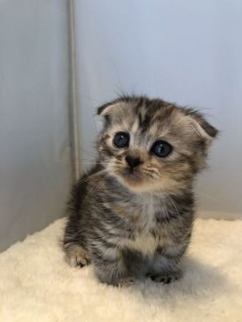 マンチカン(短足)【神奈川県・女の子・2019年2月8日・シルバータビー（ショートヘア）】の写真「垂れ耳短足」