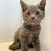 マンチカン(長足)【神奈川県・男の子・2023年3月15日・ブルークリーム】の写真1「5月31日撮影 933g」