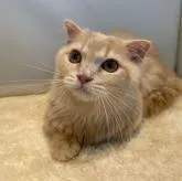 マンチカン(短足)【神奈川県・男の子・2022年3月22日・クリーム&ホワイト】の写真1「8月8日撮影　」