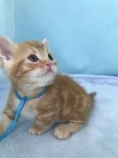 マンチカン【神奈川県・男の子・2017年5月9日・レッドタビー】の写真4