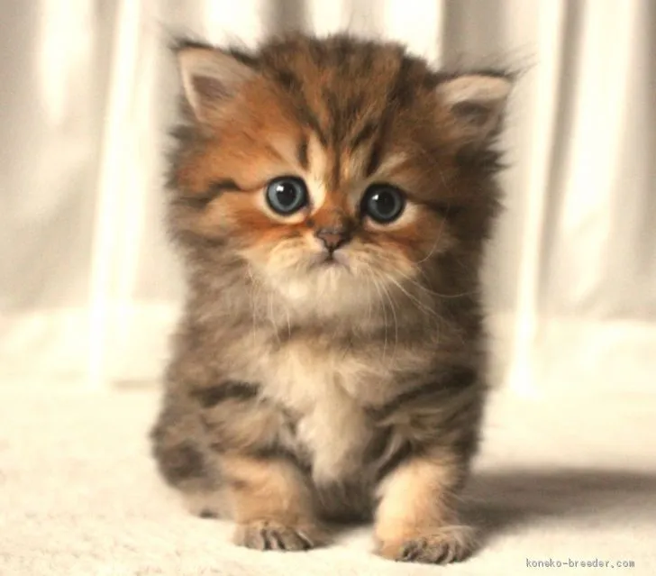 ID：1909-01571の子猫