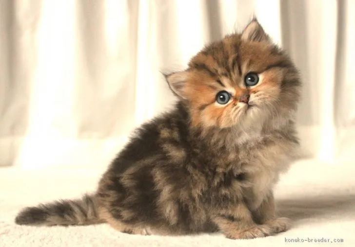 ID:1909-01570の子猫