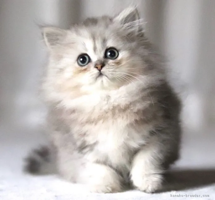 ID：2104-00791の子猫