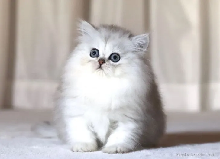 ID:2103-01738の子猫