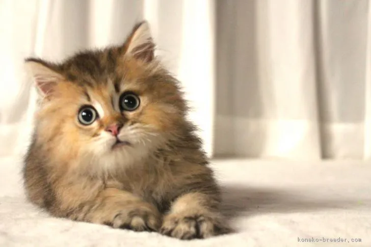 ID：1809-00122の子猫