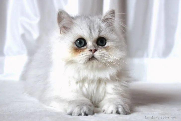 ID：1901-00756の子猫