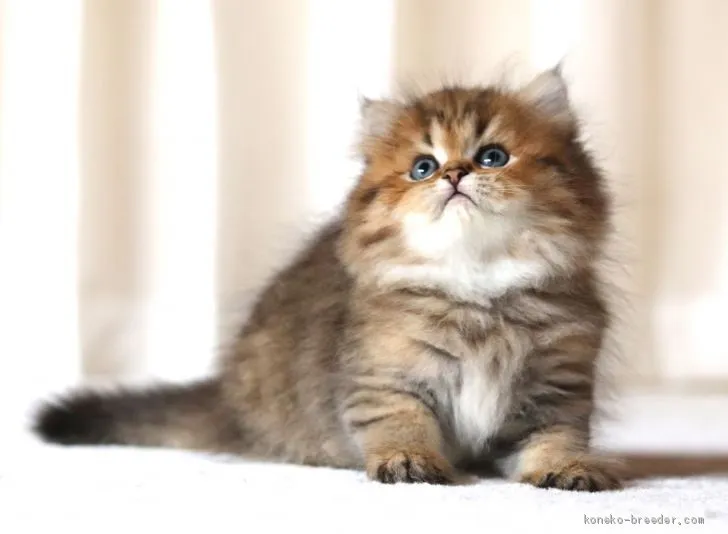 ID：2009-00306の子猫