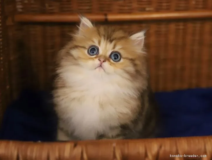 ID:2107-01591の子猫