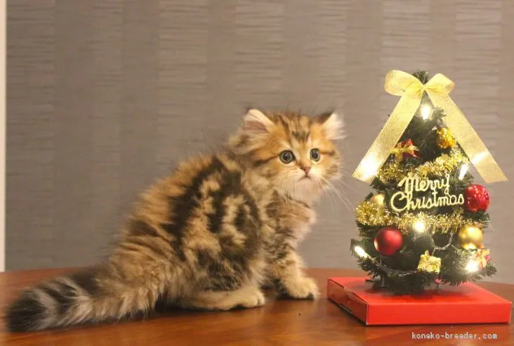 ID:1911-00514の子猫