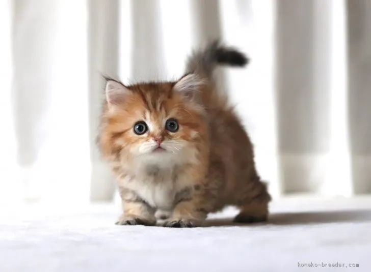 ID:2008-01845の子猫