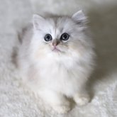 ペルシャ(チンチラ)