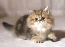 ペルシャ(チンチラ)【滋賀県・男の子・2021年10月25日・チンチラゴールデン】の写真1「１２月１８日撮影」