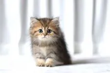 ペルシャ(チンチラ)【滋賀県・女の子・2020年5月10日・チンチラゴールデン】の写真1「7月7日撮影」