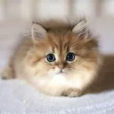 ペルシャ(チンチラ)【滋賀県・男の子・2022年6月6日・チンチラゴールデン】の写真1「7月28日撮影」