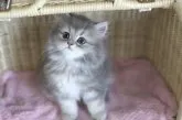 ペルシャ(チンチラ)【滋賀県・男の子・2023年6月20日・ブルーチンチラゴールデン】の写真2