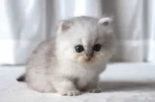 ペルシャ(チンチラ)【滋賀県・男の子・2018年8月3日・チンチラシルバー】の写真2「あれはにゃんだ・・（猫じゃらしです）笑」