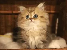 ペルシャ(チンチラ)【滋賀県・男の子・2021年10月25日・チンチラゴールデン】の写真2「１２月１８日撮影」