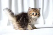 ペルシャ(チンチラ)【滋賀県・女の子・2020年5月10日・チンチラゴールデン】の写真2