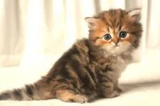 ペルシャ【滋賀県・男の子・2019年8月8日・チンチラゴールデン】の写真3