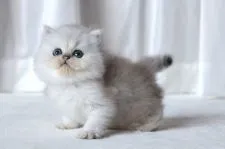 ペルシャ(チンチラ)【滋賀県・男の子・2018年8月3日・チンチラシルバー】の写真3