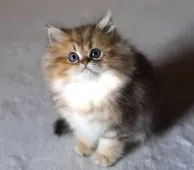 ペルシャ(チンチラ)【滋賀県・男の子・2021年10月25日・チンチラゴールデン】の写真3「１２月１８日撮影」