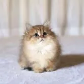 ペルシャ(チンチラ)【滋賀県・男の子・2022年6月6日・チンチラゴールデン】の写真3