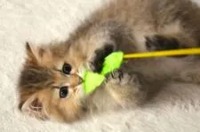 ペルシャ(チンチラ)【滋賀県・男の子・2018年7月12日・チンチラゴールデン】の写真5「猫じゃらしのためなら着地を考えずジャンプします（笑」