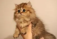 ペルシャ(チンチラ)【滋賀県・女の子・2022年4月16日・チンチラゴールデン】の写真5