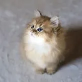 ペルシャ(チンチラ)【滋賀県・男の子・2022年6月6日・チンチラゴールデン】の写真5