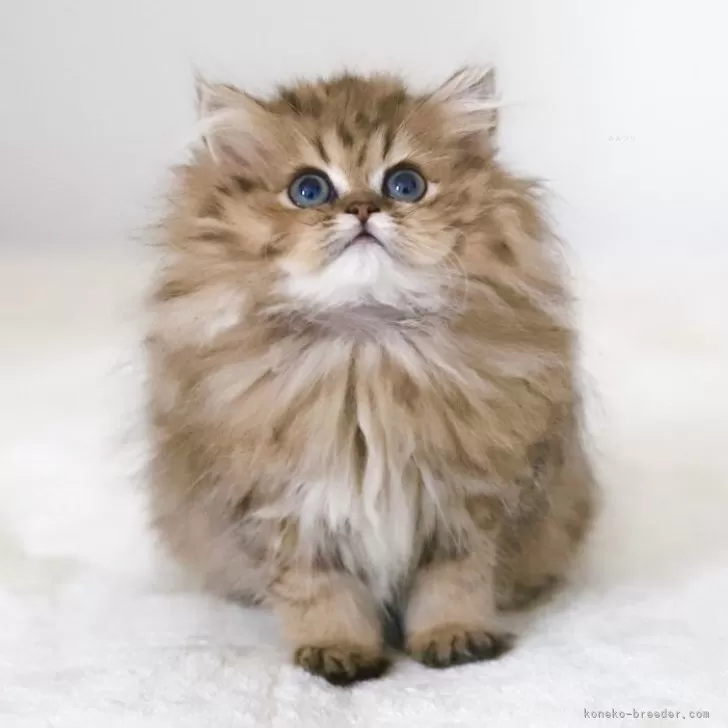 ペルシャ(チンチラ)【滋賀県・女の子・2025年8月24日・チンチラゴールデン】の写真1