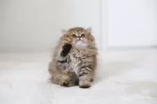 ペルシャ(チンチラ)【滋賀県・女の子・2025年8月24日・チンチラゴールデン】の写真2