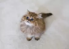 ペルシャ(チンチラ)【滋賀県・女の子・2025年8月24日・チンチラゴールデン】の写真5